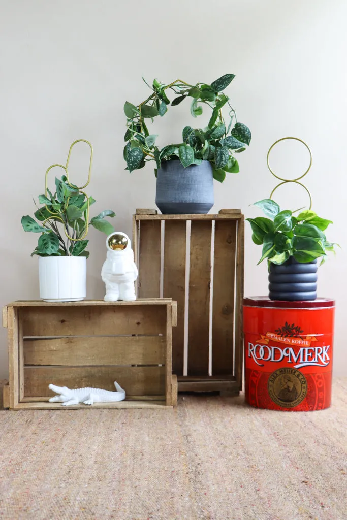 Plantensteun (goud)